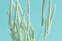 自动攻击网站工具下载